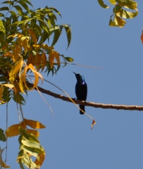 Cinnyris asiaticus