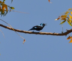 Cinnyris asiaticus