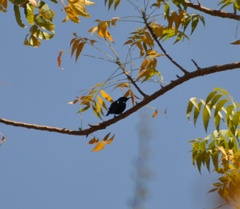 Cinnyris asiaticus