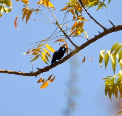 Cinnyris asiaticus