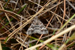 Dichromodes longidens