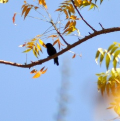 Cinnyris asiaticus