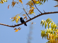 Cinnyris asiaticus