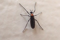 Plecia ruficollis