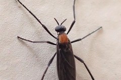 Plecia ruficollis