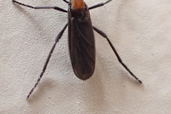 Plecia ruficollis