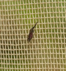 Nyssorhynchus
