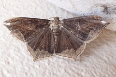 Chiasmia simplicilinea