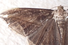 Chiasmia simplicilinea