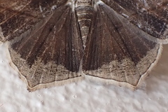 Chiasmia simplicilinea