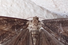 Chiasmia simplicilinea