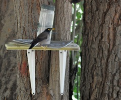 Acridotheres tristis