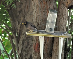 Acridotheres tristis