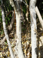 Pithecellobium unguis-cati