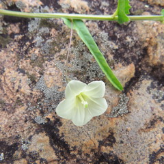 Xenostegia tridentata