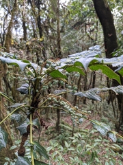 Berberis napaulensis