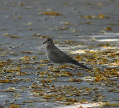 Streptopelia senegalensis