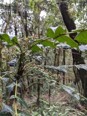 Berberis napaulensis