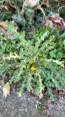 Senecio vulgaris