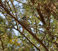 Passer domesticus
