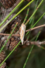 Arotrophora arcuatalis