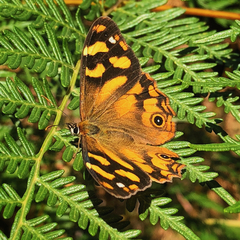 Heteronympha solandri