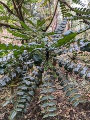 Berberis napaulensis