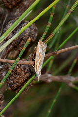 Arotrophora arcuatalis