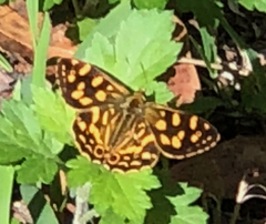 Oreixenica kershawi