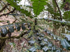 Berberis napaulensis