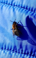 Andrena clarkella
