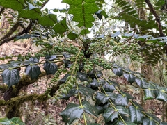 Berberis napaulensis