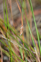 Arotrophora arcuatalis