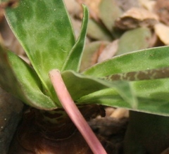Ledebouria revoluta