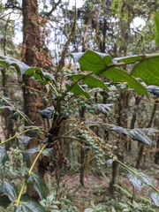 Berberis napaulensis
