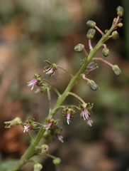 Ledebouria revoluta