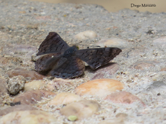 Lasaia sessilis