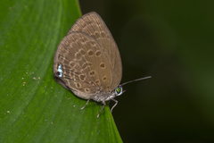 Arhopala major major