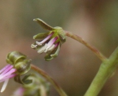 Ledebouria revoluta