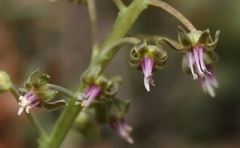 Ledebouria revoluta