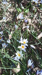 Crocus biflorus