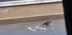 Passer domesticus