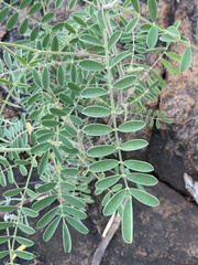 Tephrosia polystachya polystachya