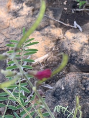 Tephrosia polystachya polystachya