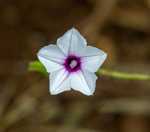 Ipomoea sinensis subsp. blepharosepala image