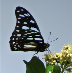 Graphium leonidas