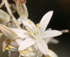 Ornithogalum juncifolium