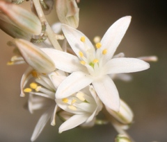 Ornithogalum juncifolium