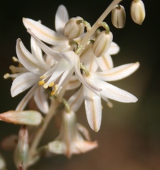 Ornithogalum juncifolium
