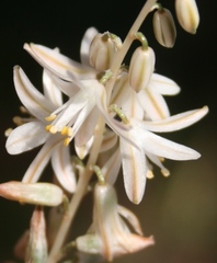 Ornithogalum juncifolium